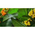 High-Potency Cassia Twig Extract for Aromatherapy and Cooking