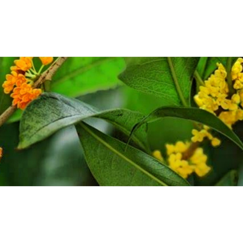 High-Potency Cassia Twig Extract for Aromatherapy and Cooking