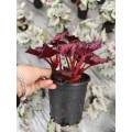 Begonia 5 planta viviente en venta