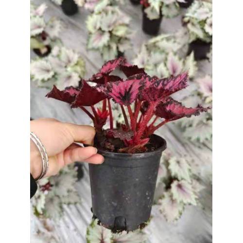 Begonia 5 Living Plant For Sale