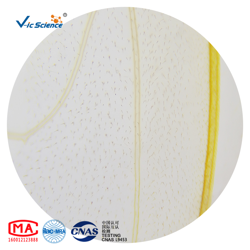 Student Biological Teaching Microscope Slides 200pcs, High Quality