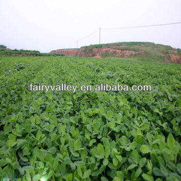 Good Price Of White/Red/Pink/Black Peanut Seed For Sale/Growing
