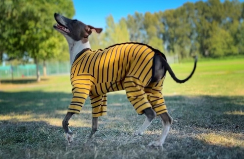Suéter de cachorrinho de design clássico totalmente coberto