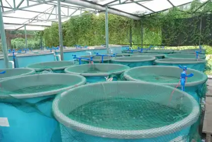 Aquaculture For Roots Blower