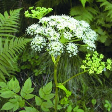 Natural angelica dahurica extract/angelica dahurica oil/ angelica dahurica essential oil