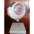 Sensory Organs Enlarged Eyeball Anatomy Model Manufactory