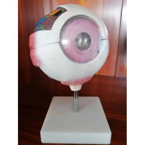 Sensory Organs Enlarged Eyeball Anatomy Model Manufactory