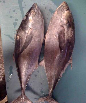 Frozen Bullet Tuna