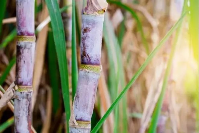 sugarcane grow sugarcane grow