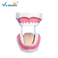 Μοντέλο οδοντιατρικής φροντίδας 28/32 Δόντια με γλώσσα