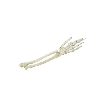 Hand Bones with Ulna and Radius ZM1026-4 - Natural Size Image
