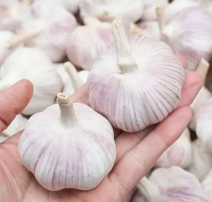 Multi specification fresh organic garlic