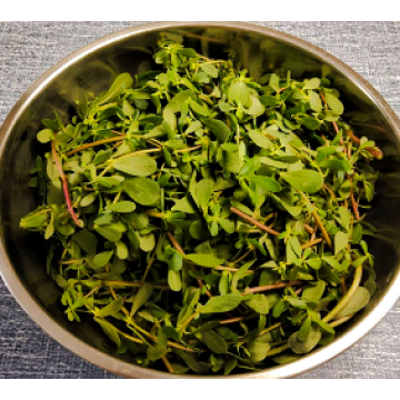 Ma chi xian Chinese natural herba eXTRACT