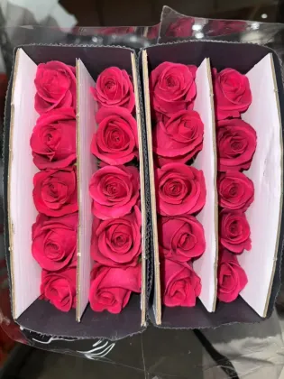 Floyd Rose Single-Headed Roses for Floral Arrangements