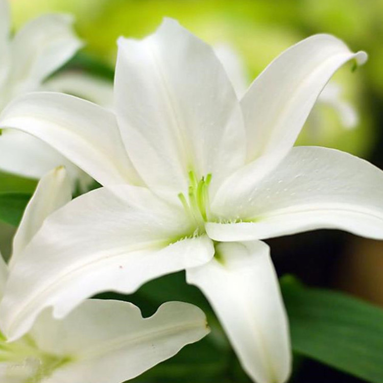 1kg lily essential oil natural