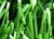 Perfect football Synthetic grass-Real 55mm,15000Dtex