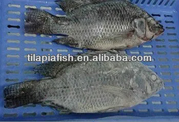 fresh frozen nile tilapia fish