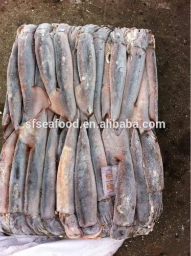 popular illex squid for bait