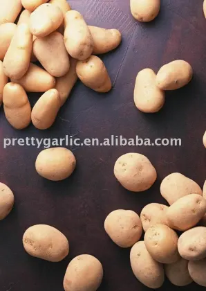 Holland Fresh Potato