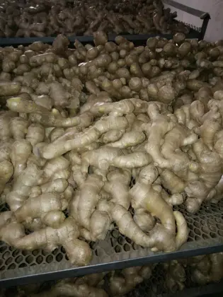 Fresh Ginger Dried Ginger