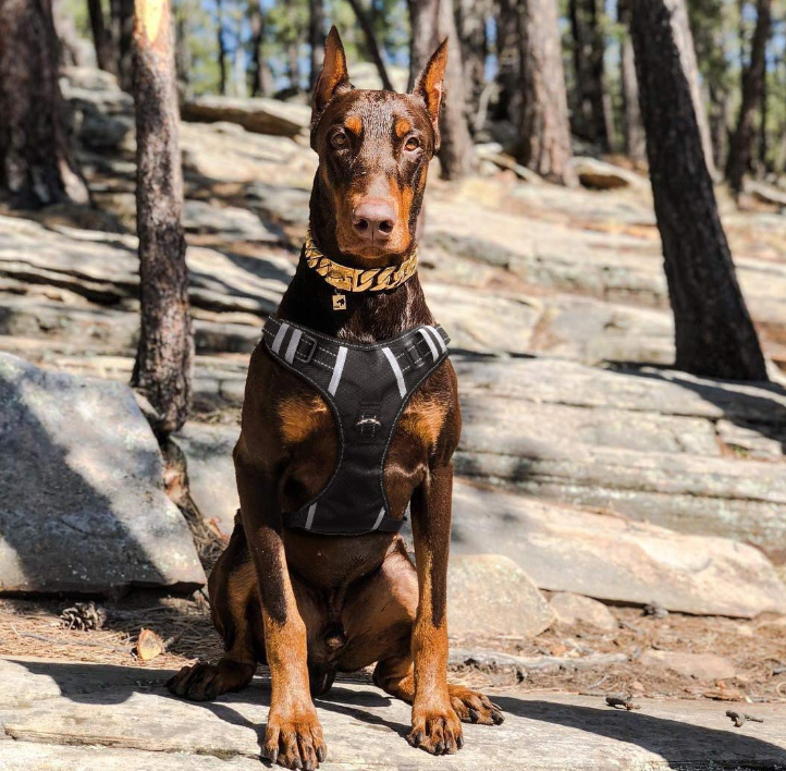 Big Large Dog Harness