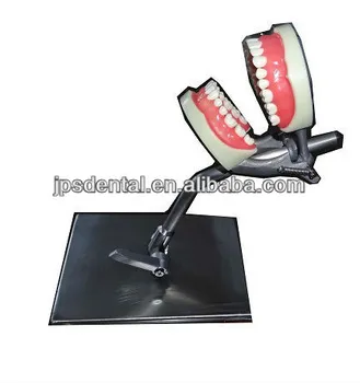 Teeth Model with Stand