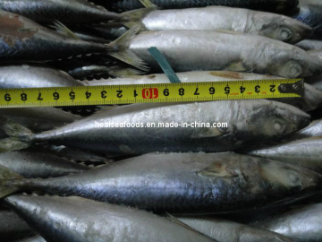 Frozen Pacific mackerel Scomber japonica, High Quality