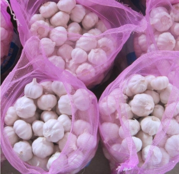 Fresh Normal White Garlic
