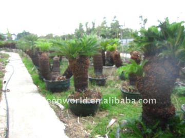 group cycas new leaves