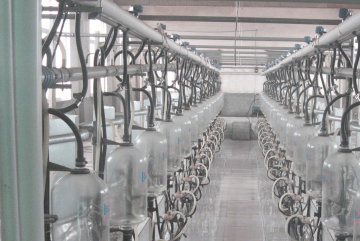 High effiency fish bone milking hall
