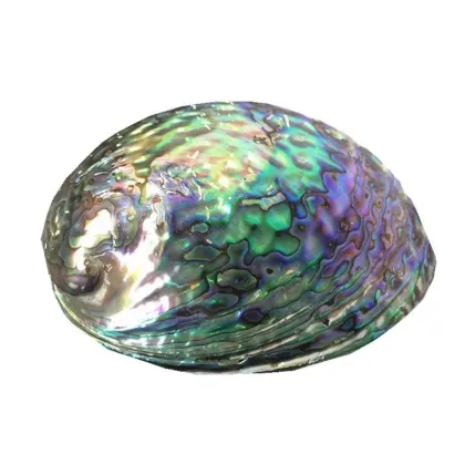 Wholesale Large Stock Polished New Zealand Abalone Paua Shells