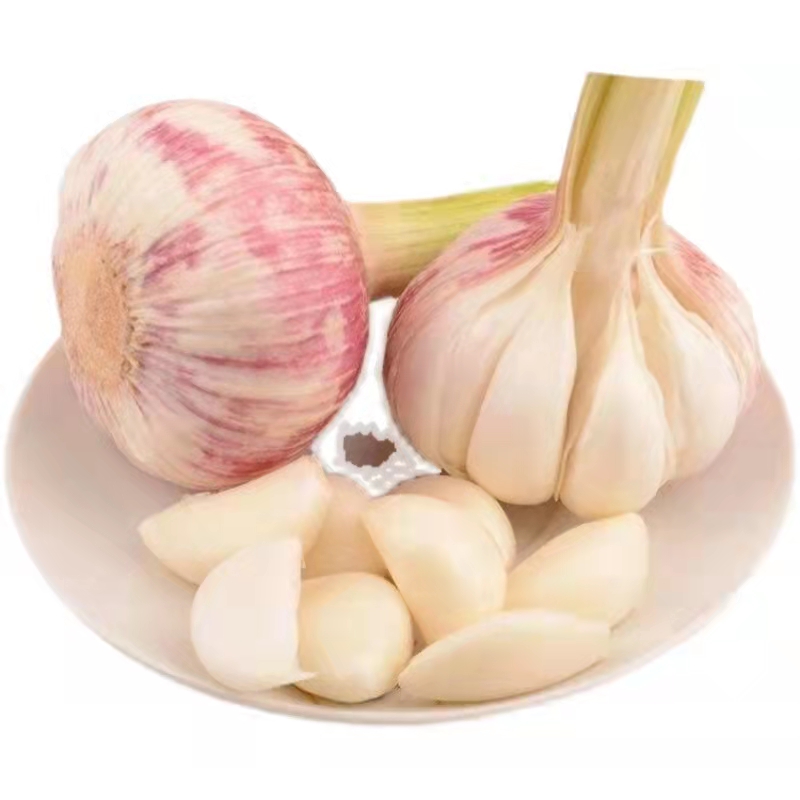 Purple skin garlic