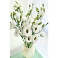সাদা Lisianthus উচ্চ মানের বিবাহের তাজা ফুল