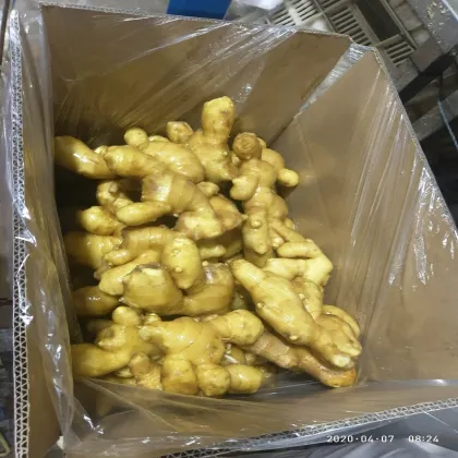 Selected Fresh/Air Dried Yellow Ginger