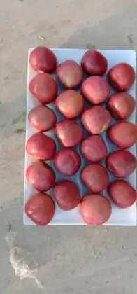 dark red apples for all ove the world