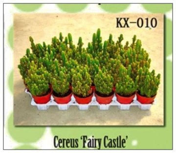 cactus-wholesale