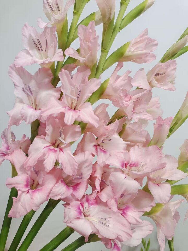 Gladiolus Adina pink