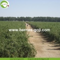 Factory Supply Fruits Bulk Low Sugar Goji Berry