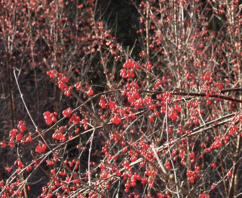 Cornus Extract Supplier