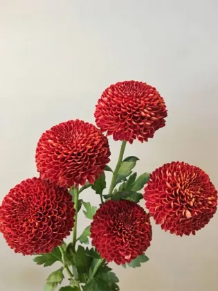 Red Ping pong chrysanthemum