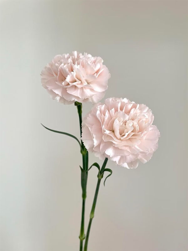 Streamer Pink Carnation1