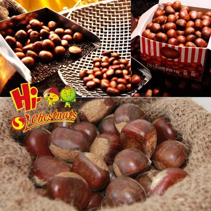 Hot selling big size Chinese Chestnuts--Tai an chestnuts