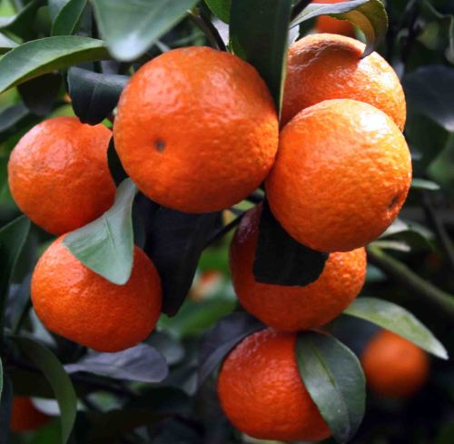 Mandarin tangerine natural orange essential peel Oil