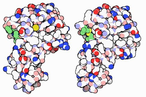 Lysozyme