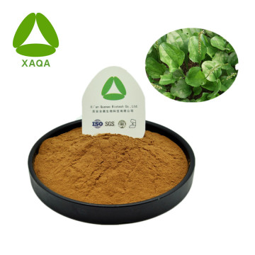 Asiatic Plantain Herb Extract Powder 10:1