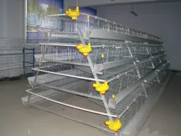 Poultry Cage for Layer Chicken Farm