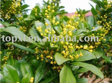 Aglaia odorata flower absolute