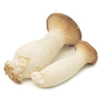 King Oyster Mushroom Strain Wholesale