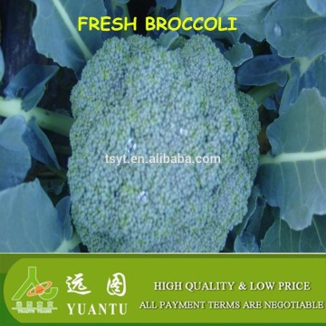 carton fresh broccoli national fruit and vegetable