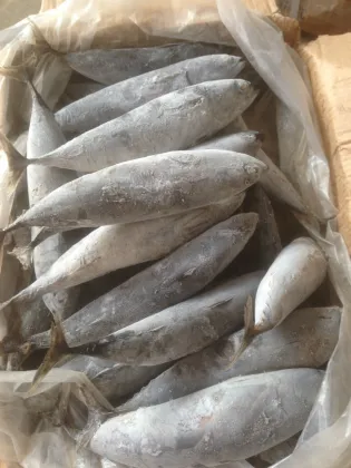 sea frozen bonito tuna